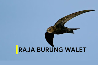 Mengenal Raja dan Ratu Burung Walet