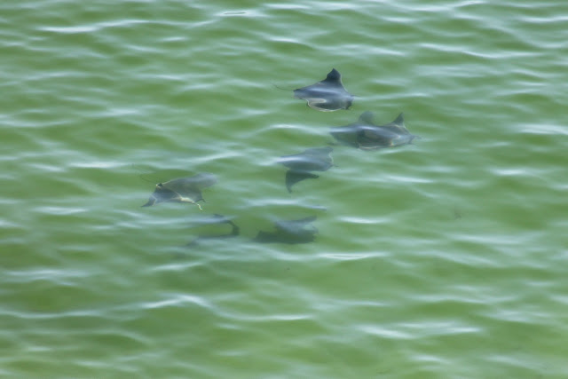 School of Manta Rays