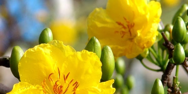 Làm sao Mai vàng biết “đọc lịch” trổ hoa vào dịp Tết Nguyên đán, hiểu được bạn sẽ biết Mai mình nở khi nào!