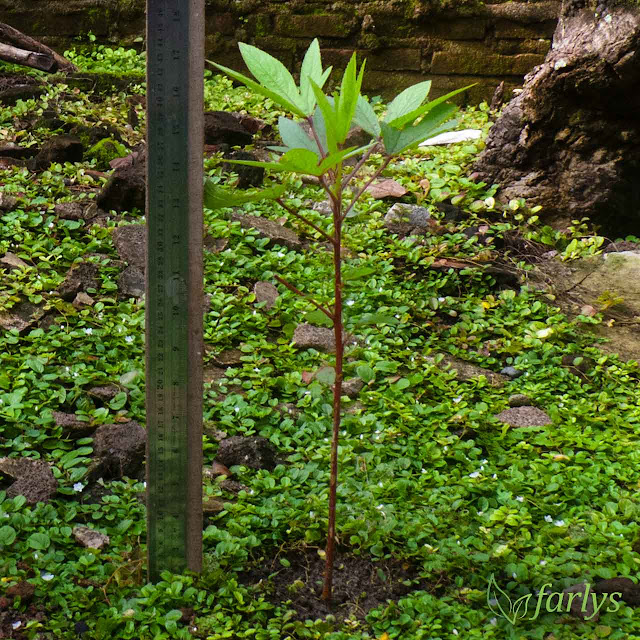 Bibit tanaman bunga rosella (Hibiscus sabdariffa) C