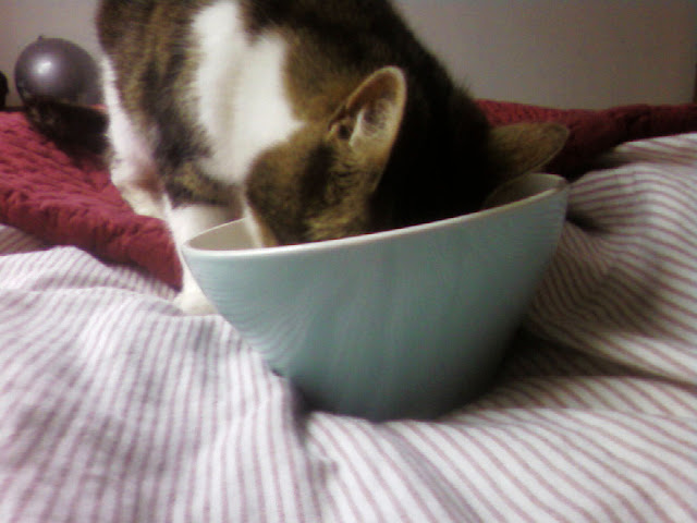 neko licking the empty bowl