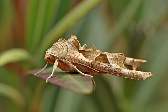 Phlogophora meticulosa the Angle Shades moth