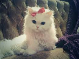 Cute And Funny Images Of White Kitten 14