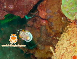 Puffer Fish -  Taman Laut Pasir Putih Situbondo