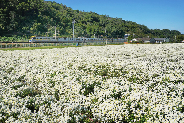 苗栗銅鑼杭菊花季-邱家古厝杭菊火車熱門景點，鐵道就在花田旁