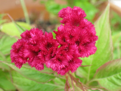 Celosia in Philadelphia Spring 2009