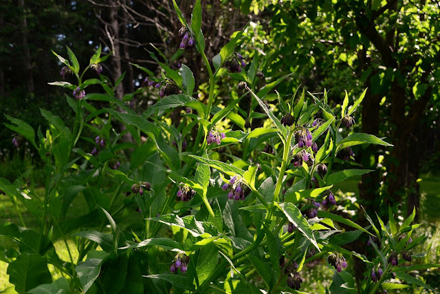 comfrey, symphytum, herbs, pollinator garden, cohanmagazine.com