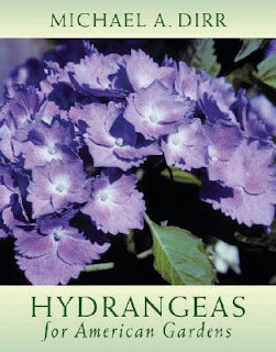 hydrangea