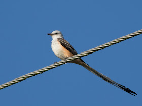 Scissor-tailed Flycatcher - Florida