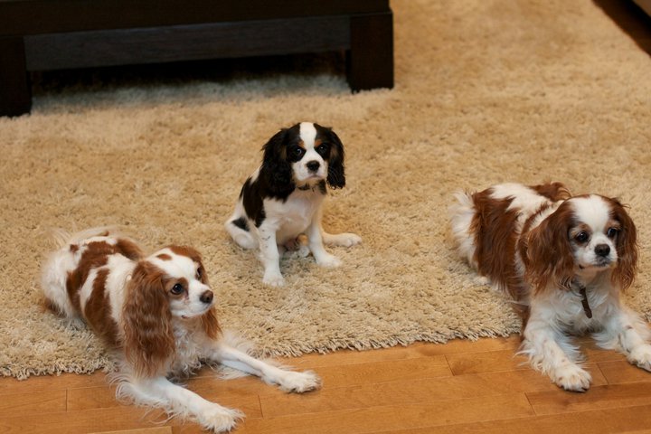 Juicy Dog Couture: Small Dogs That Are Easy To Train