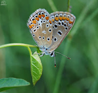 Ícaro (Polyommatus icarus)