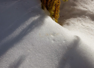 Larix spelled with Larch Needles