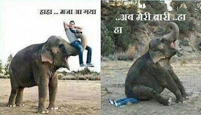 Animal love elephant whatsapp status 