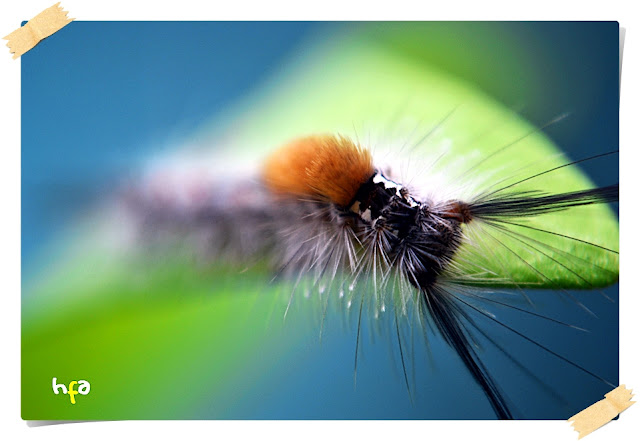 ulat bulu (caterpillars) bermacam jenisnya dan banyak yang beracun atau menyebabkan gatal bila tersentuh kulit