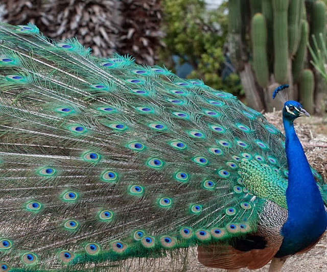 Beautiful Indian Peacock HD Wallpaper Free