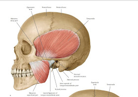 JAW MOVEMENT EXERCISES.