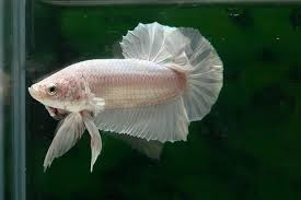 halfmoon betta