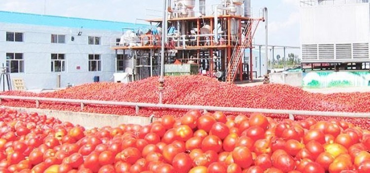 دراسة جدوى فكرة مشروع مصنع تجفيف طماطم فى مصر 2022