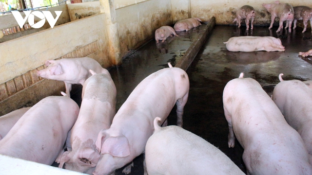 Thức ăn tăng giá, lợn hơi bán rẻ, người chăn nuôi ở Cần Thơ đang tính treo chuồng - Ảnh 2.