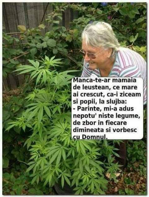 Mamaie si leusteanul