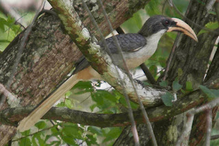 Ceylon Grey Hornbill Ocyceros gingalensis