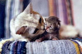 Funny cats - part 96 (40 pics + 10 gifs), cat pictures, momma cat and her newborn kitten