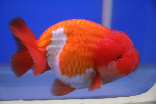 Lionchu/Lionhead Goldfish