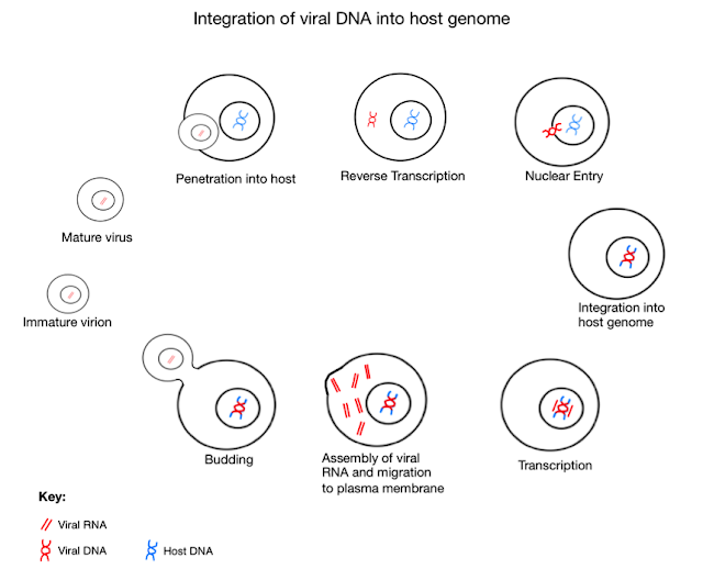 Integration of viral dna into host genome