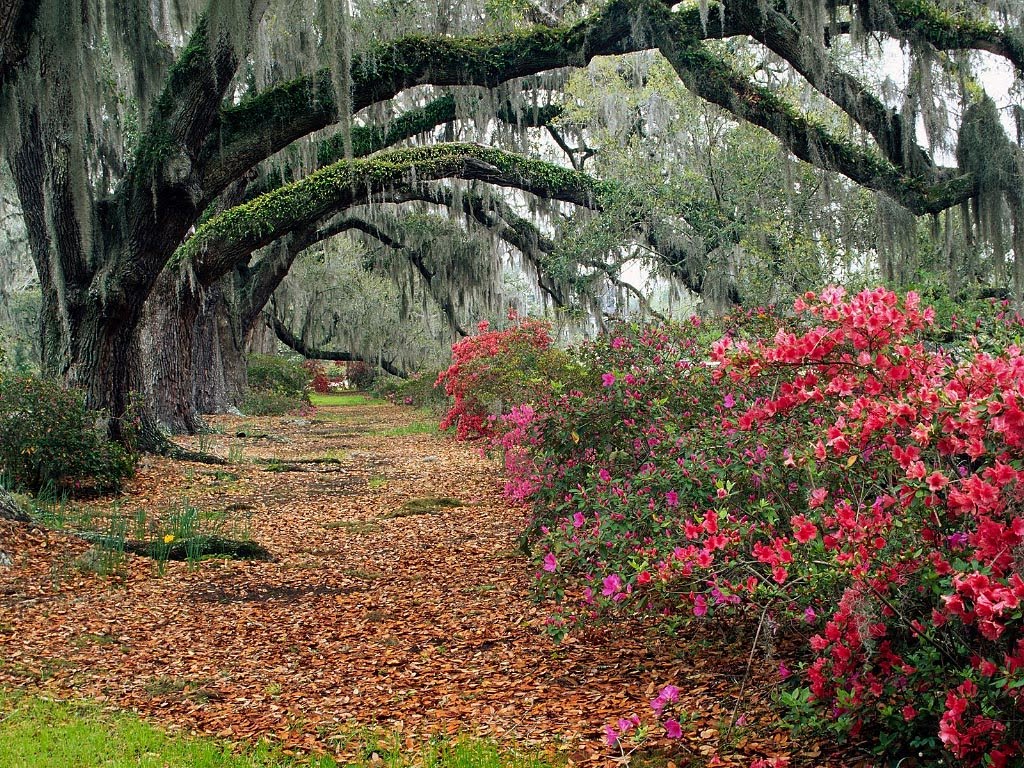 https://blogger.googleusercontent.com/img/b/R29vZ2xl/AVvXsEgHiivSjd4L-cDhChAp43DkHzCBkwkIuLhpSgMsolGShDNNggMVc4BzNz2fVK3naPXleQHtgmjgVOoLUVffhptBgI9fAm1FZF7KR9cCtrGcOAUQkBm_Ef7ZBamAIlJO4LGRgGsRFVxbhEU6/s1600/Azaleas_And_Live_Oaks,_Magnolia_Plantation,_Charleston,_South_Carolina.jpg