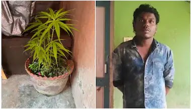 കഞ്ചാവ് ചെടികൾ നട്ടുവളർത്തിയ യുവാവിനെ പൊലീസ് പിടികൂടി