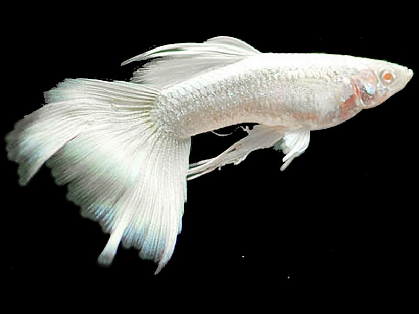 gambar guppy white platinum | ikan hias, ikan guppy | anekaikanhias