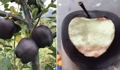 Τα σπάνια μαύρα μήλα