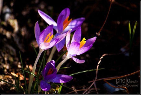 blom_20120313_krokus