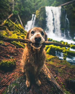 #dogs #dog #dogstagram #puppy #instadog #doglover #dogoftheday #doglovers #pets #doglife #love #puppies #puppylove #pet #cute #dogsofinsta #pinterest #puppiesofinstagram #of #doggo #dogslife #cats #ilovemydog #animals #petstagram #doglove #animal #cat #hund #happydog