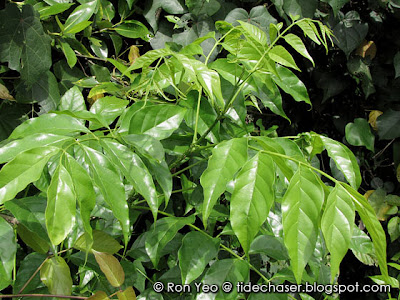 Mangrove Trumpet Tree (Dolichandrone spathacea)