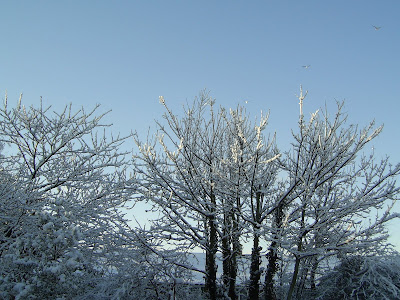 Snow-laden trees in my back garden in South Wales, December 2010.