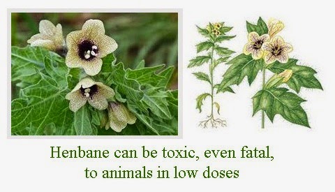 henbane hyoscyamus niger