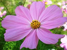 Cosmos Bipinnatus