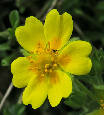 Potentille printanière (Potentilla verna)