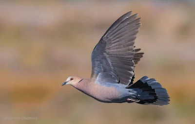 Red-Eyed Dove in Flight - Woodbridge Island, Cape Town