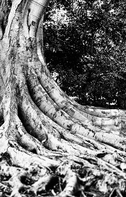 Australian Banyan; Ficus macroarpa; Ficus punctata; Ficus Macropulla; Moreton Bay Fig; Moraceae; coastal; rainforests; Eastern; Australia; fig; evergreen; tree; plant; trunk; roots; FernandoAR.com; CanonUSA; Fernando Álvarez; Fernando Antonio Alvarez Rivas; black and white; B&W; nature; 8897; Australian Moreton Bay Fig; Moreton; Bay