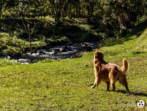 Dog´s Trekking 5 (72_1) (29)