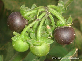 Nightshade Berries