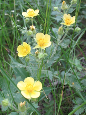 Geum urbanum