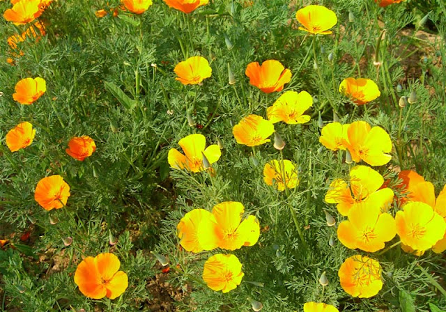 California Poppy Flowers Pictures