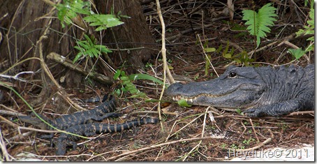 Mama Gator with two babies