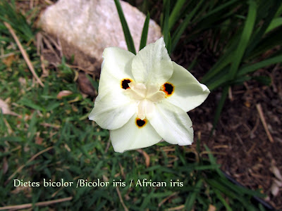 annieinaustin, bicolor iris flower