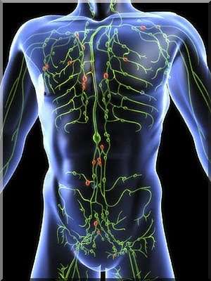 circulatory system functions and organs. The lymphatic system is both