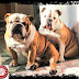 Cute English Bulldog Pair