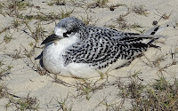 Young Red-tailed Tropicbird on the sand – Nose Ve, Madagascar – July 16, 2014 – photo by John Surrey